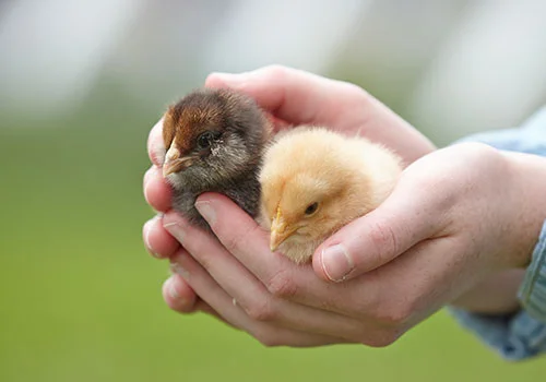 HARTOMPET's Sustainable Approach to Green Farming