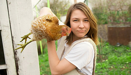 Summer Chicken Care: Harnessing the Power of Dried Black Soldier Fly Larvae