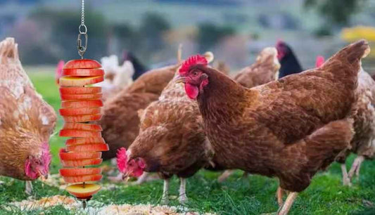 Why buy dried-black soldier fly larvae when raising chickens🐤🐔🐓