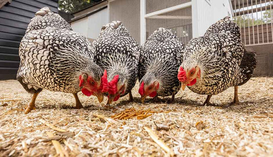 How to raise chicken scientifically 🐔