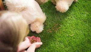 How to use the dried black soldier fly larvae to supplement calcium scientifically for hens🐔