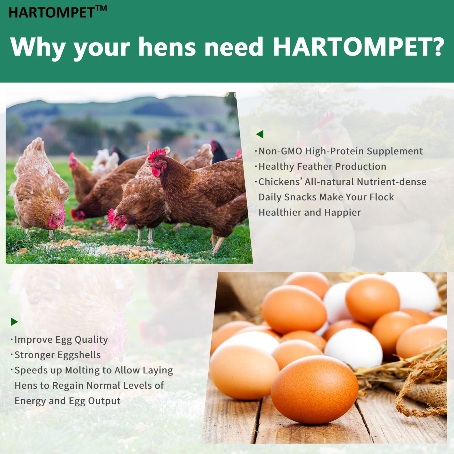 HARTOMPET Premium Dried Black Soldier Fly Larvae for Chickens - Superior to Mealworms - 85X More Calcium Than Meal Worms - Molting & Laying Hens Supplement - Non-GMO BSF Larvae Treats for Ducks