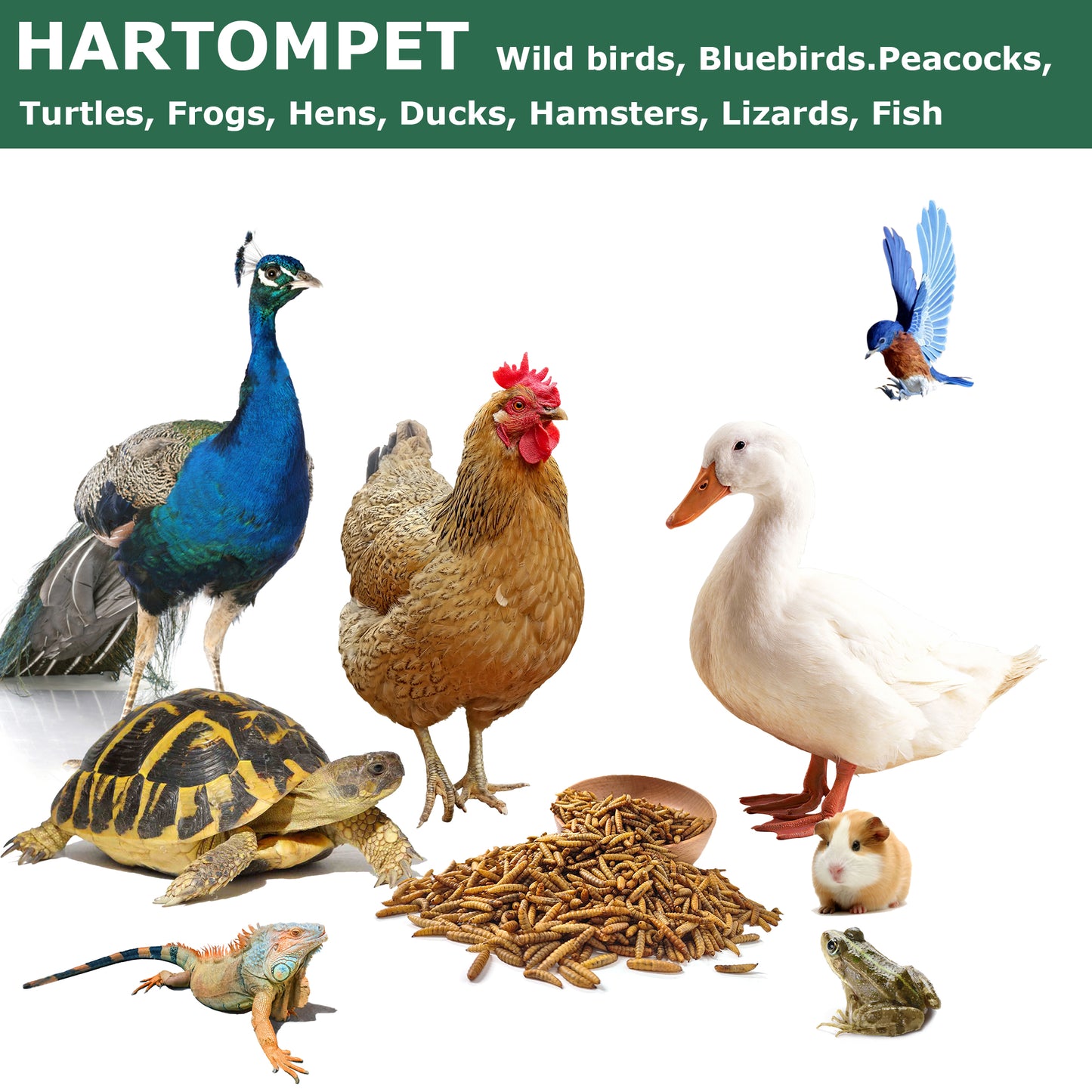 HARTOMPET Dried Black Soldier Fly Larvae - Non-GMO, 85X More Calcium Than Mealworms