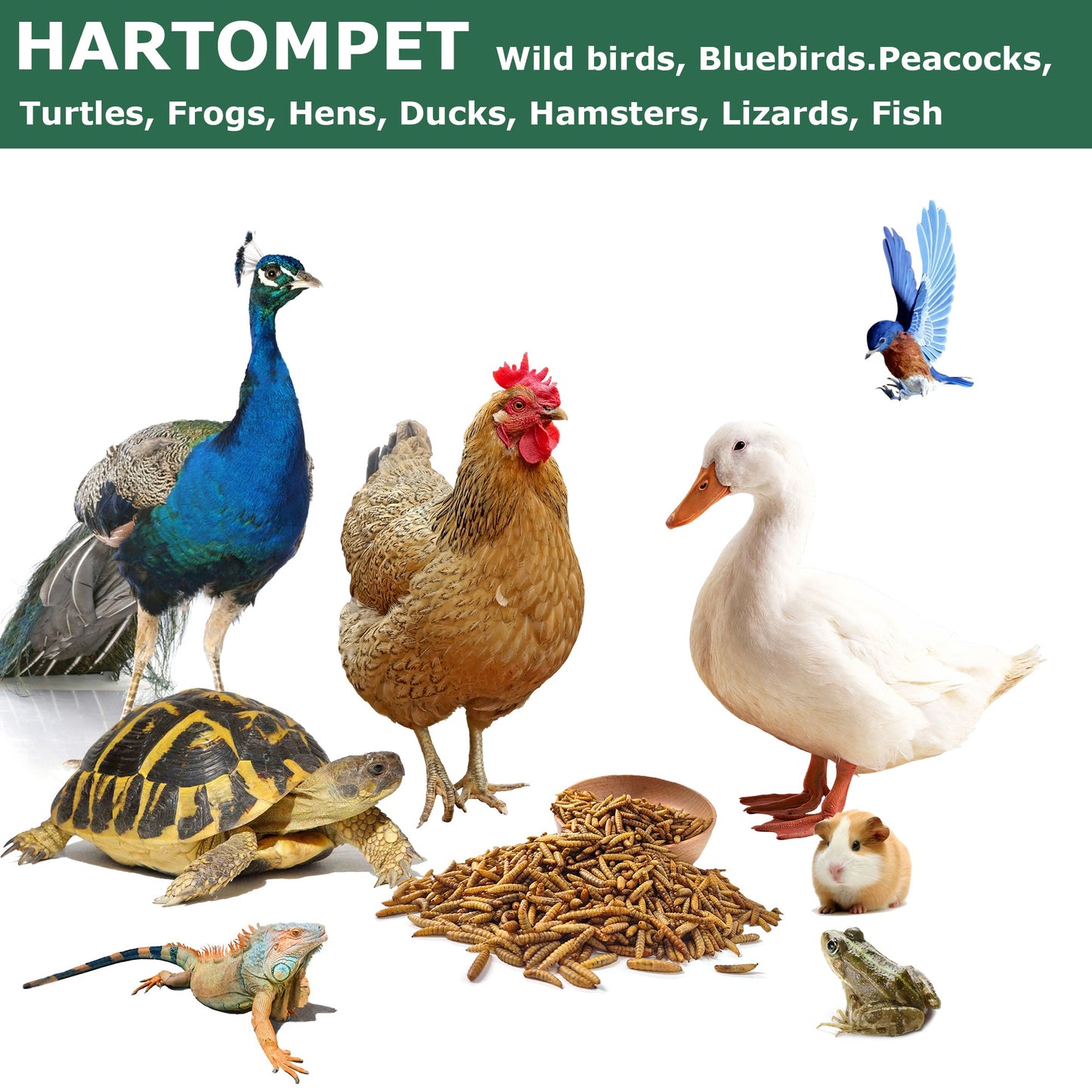 HARTOMPET Dried Black Soldier Fly Larvae - Non-GMO, 85X More Calcium Than Mealworms