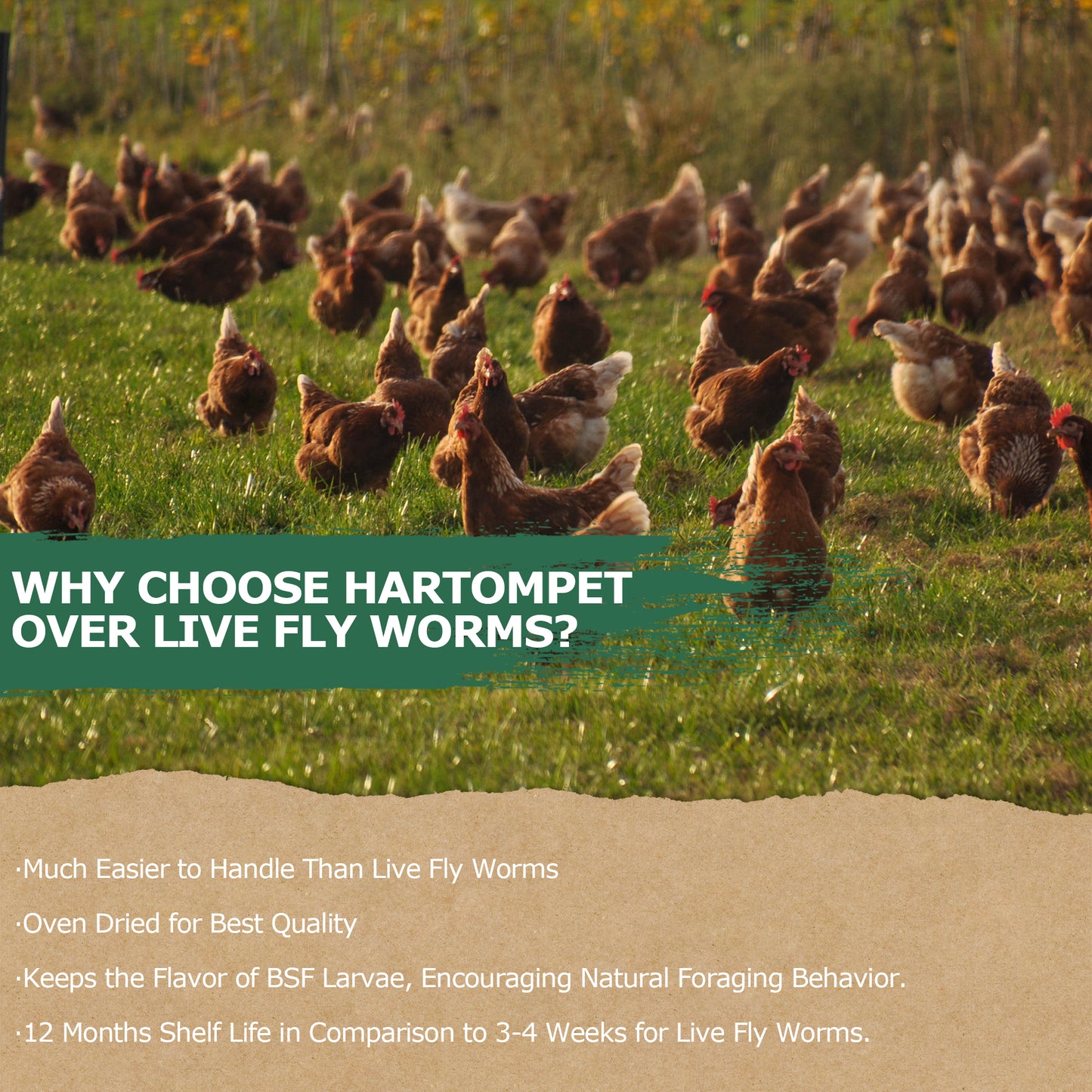HARTOMPET Non-GMO Dried Black Soldier Fly Larvae | Top Grade BSF