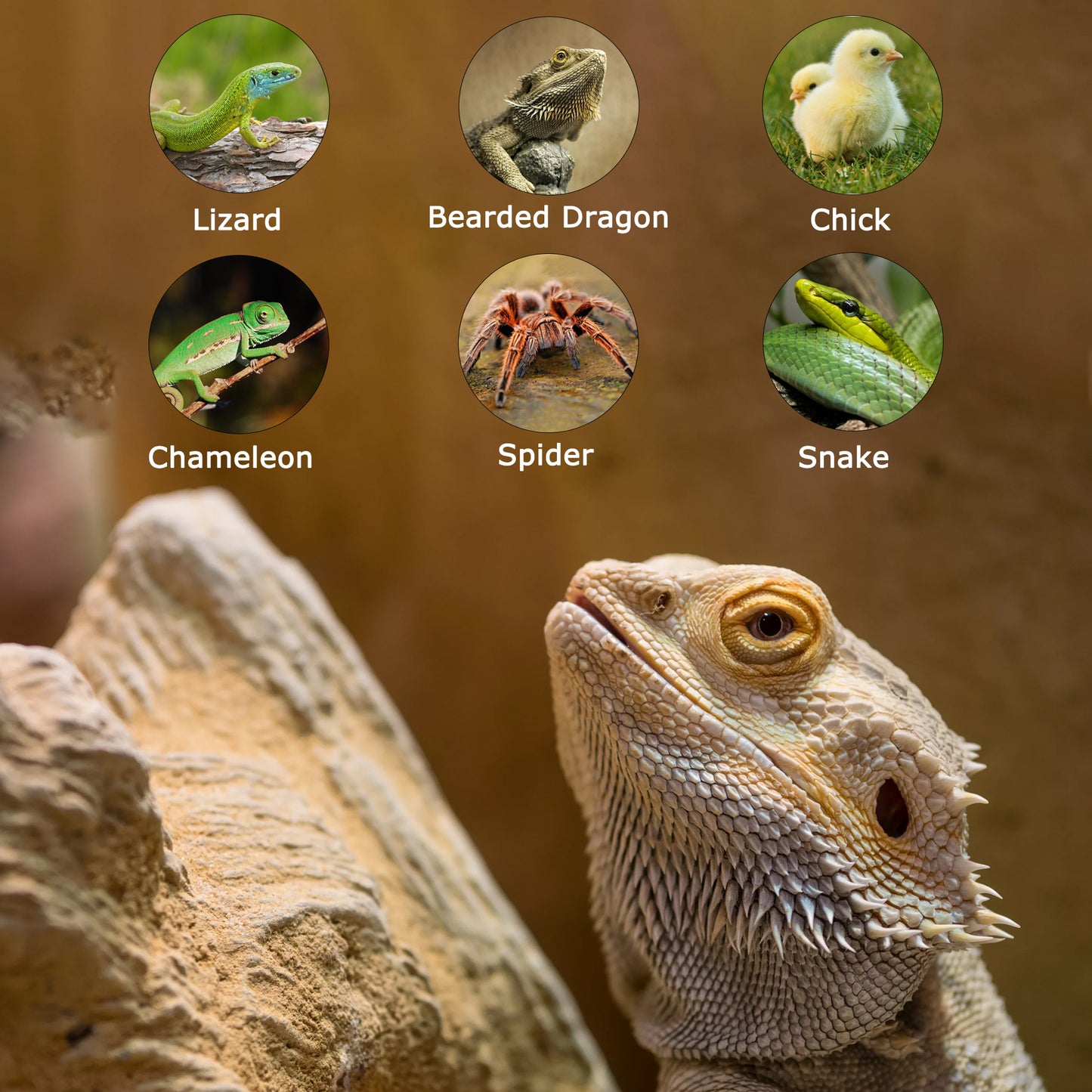 HARTOMPET E26 Reptile Heat Lamp Bulbs, UVA Basking Spot Light for Bearded Dragon, Lizard, Tortoise, Chicks, Other Reptiles & Amphibians - Simulated Natural Sunlight Terrarium Heat Lamps | 2 Pack