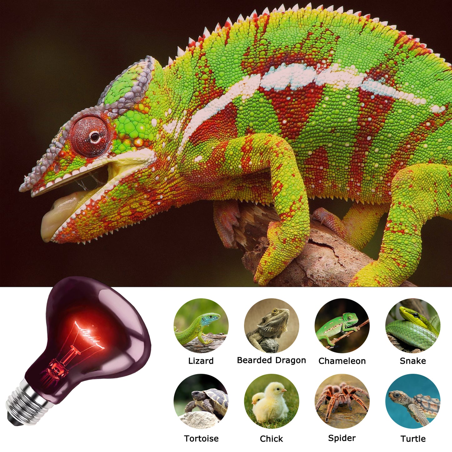 HARTOMPET Infrared Red Heat Lamp – Basking Spot Bulb for Reptiles, Bearded Dragons, Chameleons, Snakes & Lizards; Ideal Red Heat Emitter for Chickens Coop and Brooder Use, E26 Base | 2 Pack