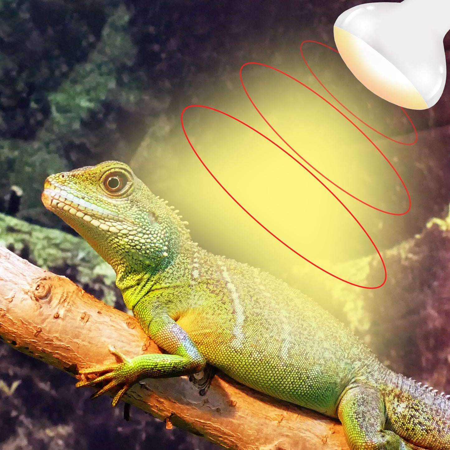 HARTOMPET E26 Reptile Heat Lamp Bulbs, Upgraded UVA Basking Spot Light for Bearded Dragon, Lizard, Tortoise, chicks & Amphibians - Simulated Natural Sunlight, Daylight Bulb fot Terrarium | 2 Pack