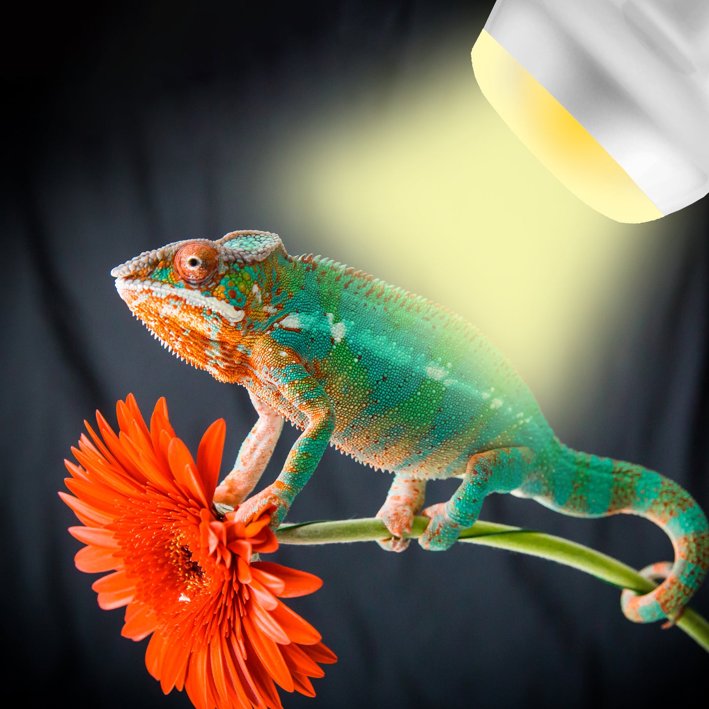 HARTOMPET Intense Basking Spot Lamp – UVA Daylight Heat Bulb for Reptiles and Amphibians, Simulates Natural Sunrise and Sunset, Ideal for Bearded Dragons, Snakes, Lizards & Chicks | 2 Pack