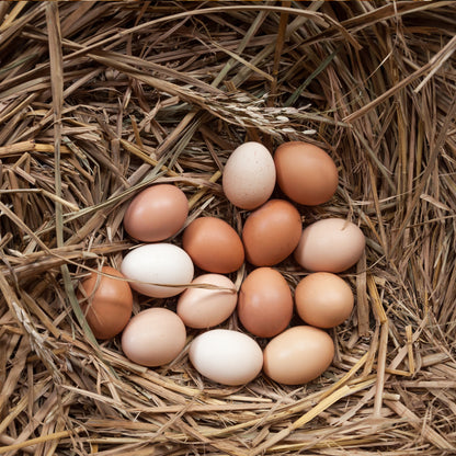 HARTOMPET Wooden Nesting Eggs for Guiding Nesting Behavior